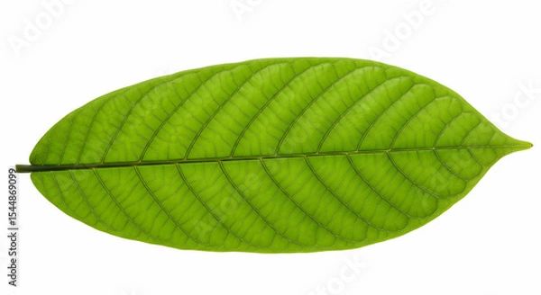 Obraz Green Leaf Close Up