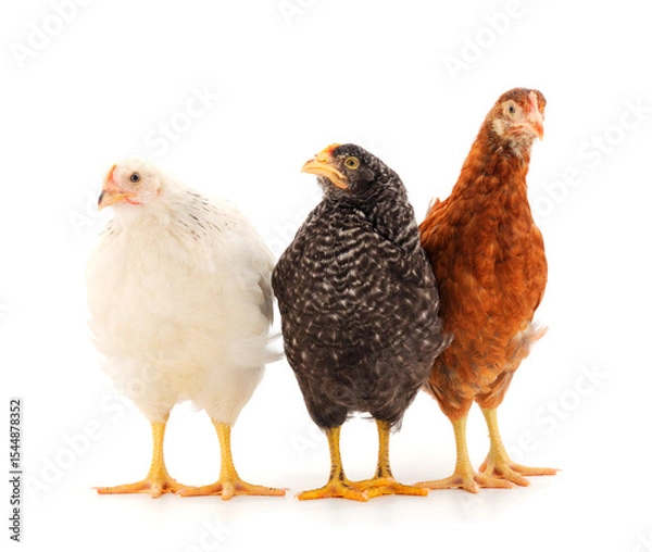 Fototapeta Three hens isolated.
