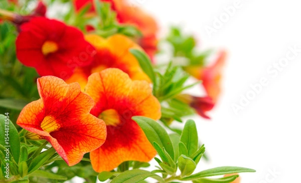 Fototapeta Calibrachoa flowers isolated.