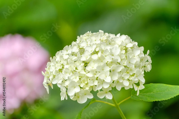 Obraz 白いアナベルの紫陽花が咲く初夏の庭