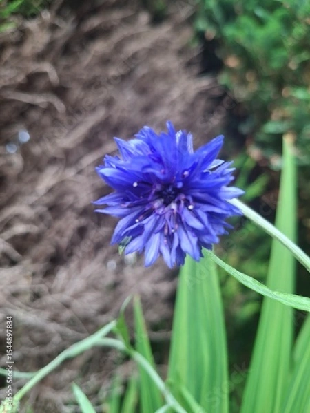 Obraz Cornflower