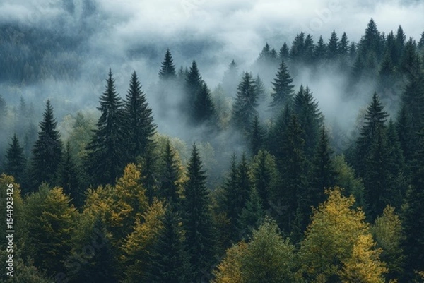 Obraz The foggy ambiance of a pine forest is accentuated by the dense morning mist