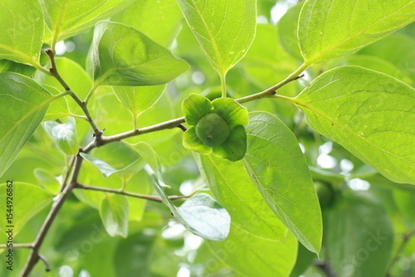 Fototapeta 감나무