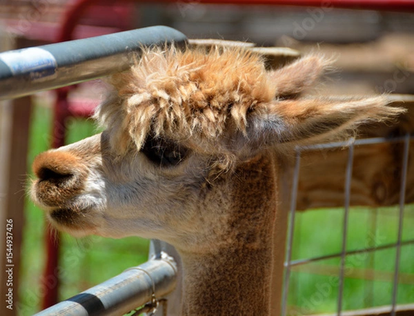 Fototapeta close up of an alpaca