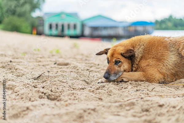 Fototapeta A mixed breed dog rests on a wet sandy beach near a green-roofed structure Its ear has a marker The scene suggests peace and tranquility