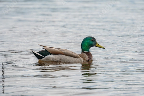 Fototapeta Duck in profile swimming on calm water, contrasting colors pale gray-brown body, greenish head, yellow bill Reflective water with subtle ripples Natural lighting, soft shadows Overcast sky or dif