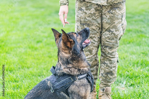 Fototapeta Outdoor scene featuring German Shepherd in harness, possibly for search and rescue or military operations Person partially visible in camouflage uniform extends arm towards dog, hinting at affection