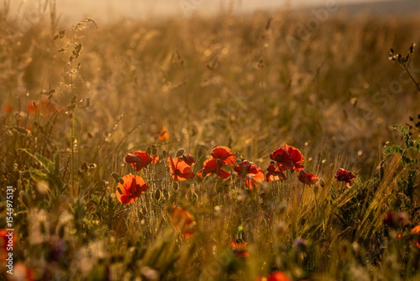 Obraz Poppies with golden evening light, on a summer's evening in Sussex