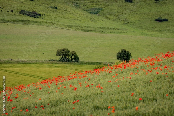 Obraz A South Downs landscape with poppies in a wheat field in the foreground