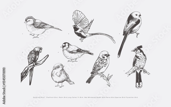Obraz Hand Drawn Bird Collection Featuring Goldfinch Chaffinch Robin Long Tailed Tit Red Whiskered Bulbul Parrot Sparrow and Flycatcher