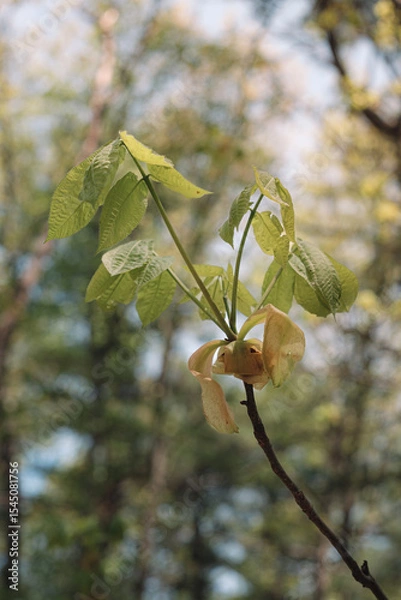 Fototapeta The view from a public hiking trail in Newburyport, Massachusetts. This trail is located in a wooded part of the city, not far from downtown or the ocean. The flower of a hickory tree and new leaves.