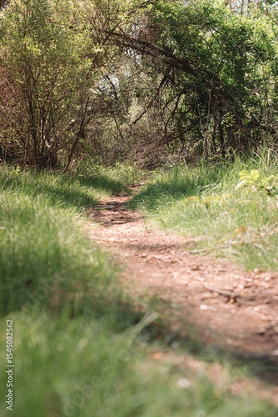 Fototapeta The view from a public hiking trail in Newburyport, Massachusetts. This trail is located in a wooded part of the city, not far from downtown or the ocean. People can visit to relax and enjoy nature.