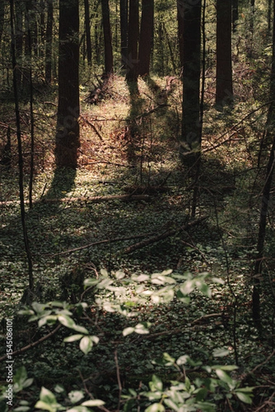 Fototapeta The view from a public hiking trail in Newburyport, Massachusetts. This trail is located in a wooded part of the city, not far from downtown or the ocean. People can visit to relax and enjoy nature.