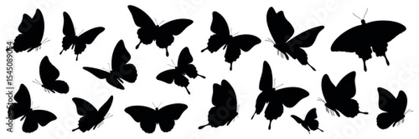 Obraz Set of butterfly silhouettes. isolated vector on white background.