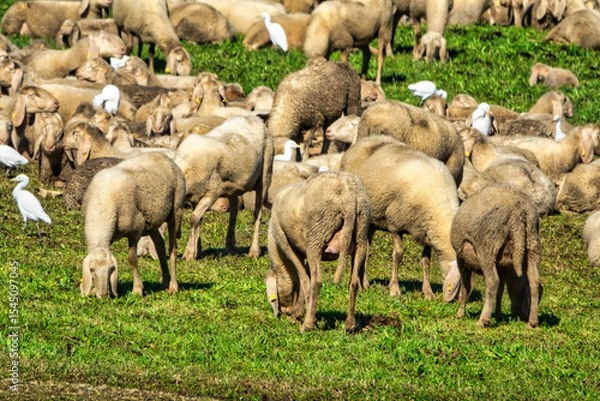 Fototapeta Flock Grazing with Cattle Egrets