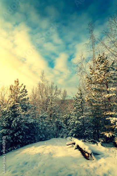Obraz Frosty winter landscape in snowy forest. Snowy winter pine forest
