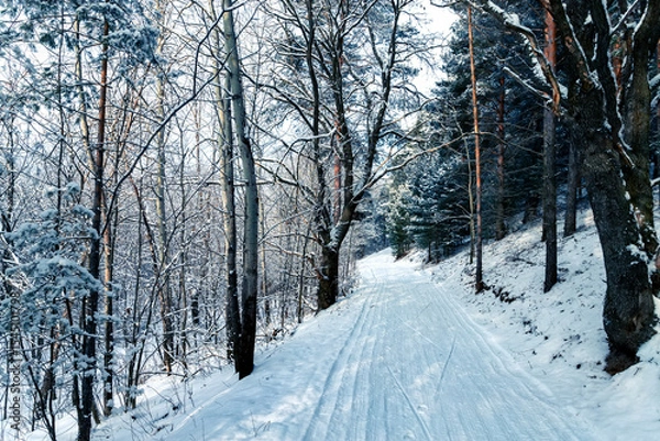 Obraz Frosty winter landscape in snowy forest. Snowy winter pine forest