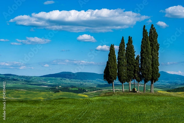 Obraz Cipressi in Val d'Orcia