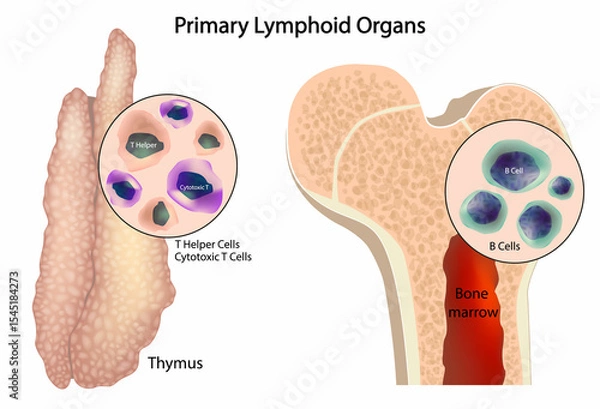 Obraz Illustration of Primary Lymphoid Organs: Thymus and Bone Marrow. T Cell and B Cell Development in Human Immune System. Lymphoid Organs and Immune Cells Formation
