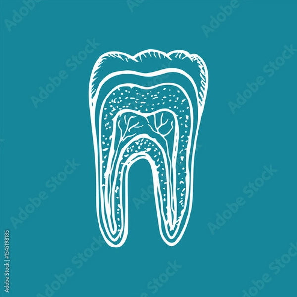 Obraz Tooth anatomy, dental anatomy - hand drawn sketch illustration. Structure of tooth cross section, stomatology, orthodontics. Vector outline drawing isolated