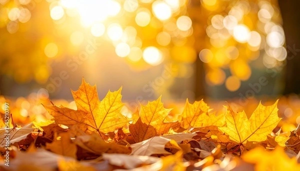 Obraz autumn leaves background