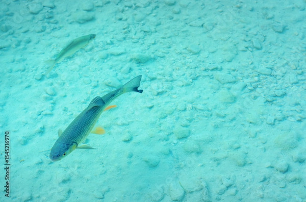 Obraz Small lake fish swim in shallow water