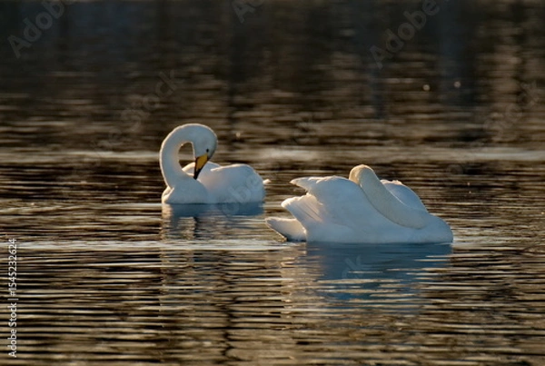 Fototapeta Russia. Altai territory. Protected freezing lake near the village Harvest in which live year-round wild swans and ducks.