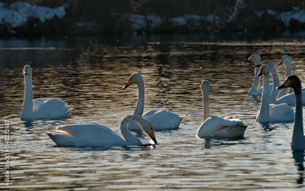 Fototapeta Russia. Altai territory. Protected freezing lake near the village Harvest in which live year-round wild swans and ducks.
