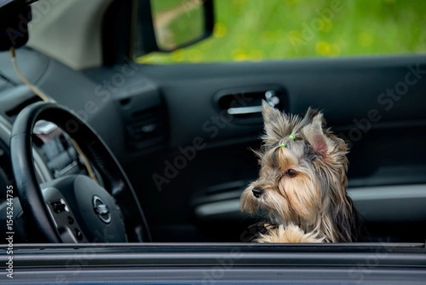 Fototapeta Russia. A curious Yorkshire Terrier puppy looks out of the car in fright