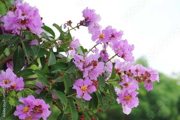 Obraz オオバナサルスベリ