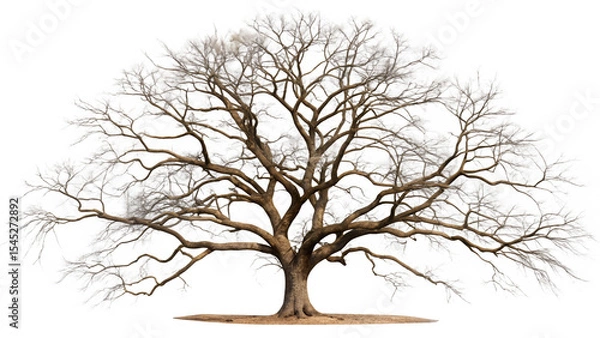 Obraz leaflass dead tree isolated on white background
