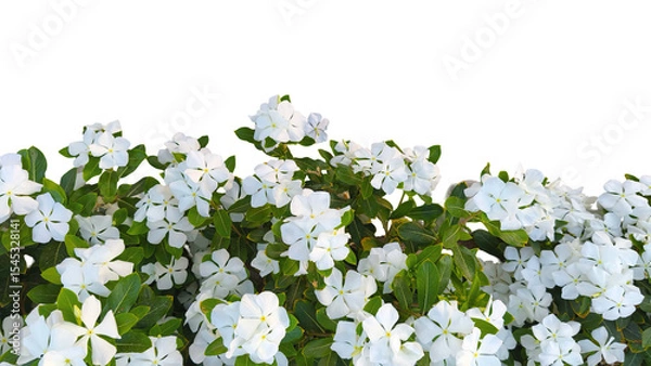 Fototapeta Cluster of blooming white periwinkle flowers with lush green leaves on a transparent background, perfect for floral themes, weddings, and natural design elements