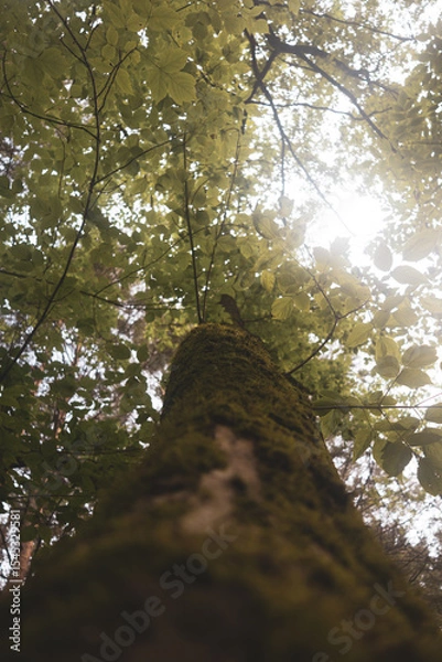 Fototapeta A moss-covered tree trunk. Vertical photo from bottom to top