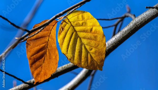 Obraz common beech, autumn leaves, close-up