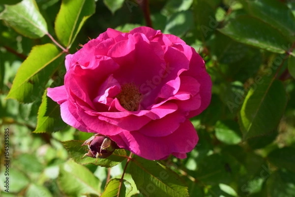 Fototapeta A bright pink rose in bloom, surrounded by green leaves. Nature's Transition from Bud to Bloom