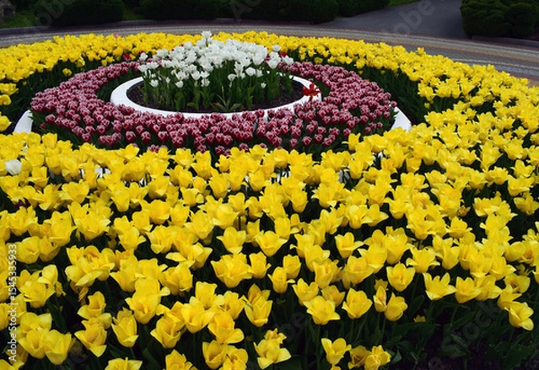 Fototapeta An arrangement of tulips in concentric circles. Concentric Tulip Circles