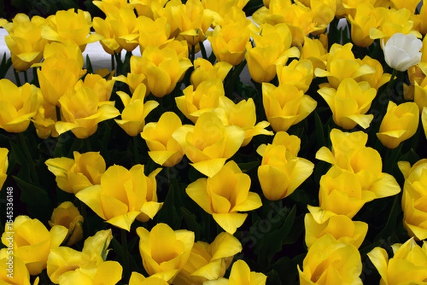 Fototapeta A field densely populated with yellow tulips, all blooming in harmony. Golden Tulip Symphony