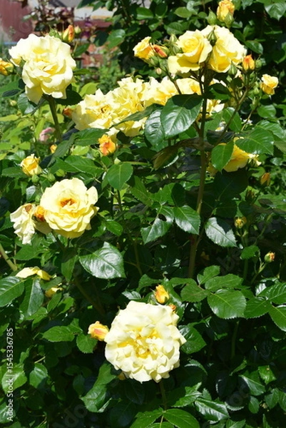 Fototapeta A lush garden with vibrant yellow roses in full bloom, surrounded by abundant green leaves. Abundant Bloom in Lush Garden