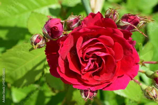 Fototapeta A red rose in full bloom surrounded by closed buds and green leaves. Red Rose in Full Bloom Among Buds
