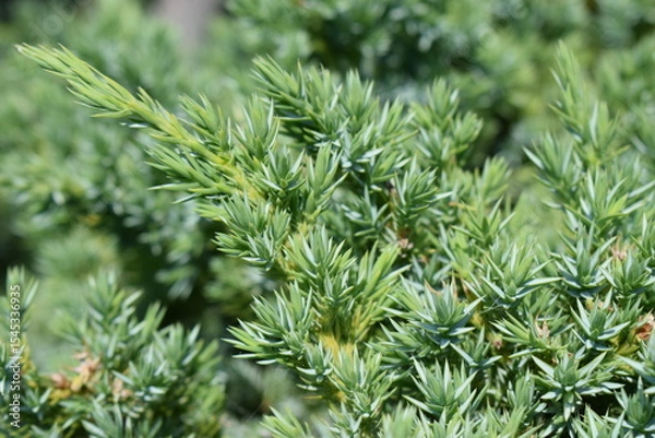 Fototapeta Intricate Texture of Juniper Needle-Like Foliage