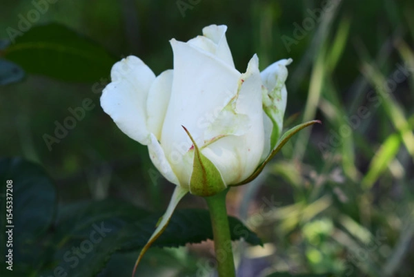 Fototapeta A white rose in the process of blooming, with partially open petals. Delicate Bloom in Soft Green