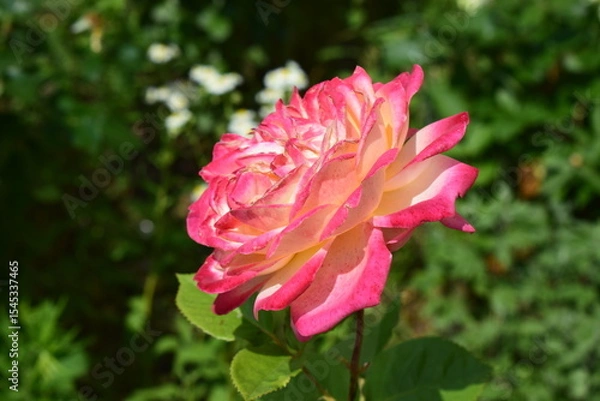 Fototapeta A vibrant pink and white rose in full bloom is prominently displayed against a backdrop of lush green foliage and blurred white flowers. Gradient Rose in Lush Green