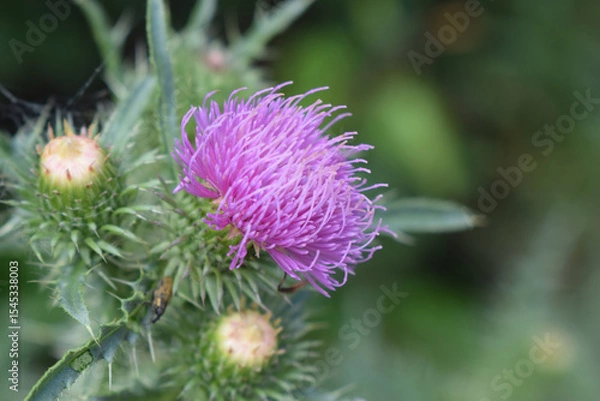 Fototapeta A thistle flower with purple petals and still closed buds. Purple Thistle in Sharp Focus