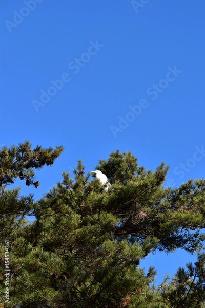 Fototapeta 高い木の上のダイサギ