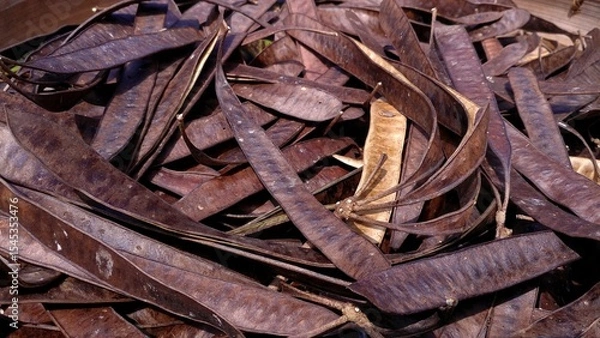 Obraz Full-frame close-up of dry brown Lamtoro pods with curled, flat shapes creating a rich, rustic texture ideal for themes of agriculture, organic materials, and botanical studies.