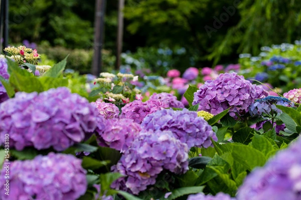 Fototapeta アジサイ