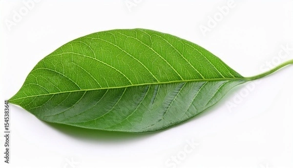 Obraz vibrant green leaf isolated on white background