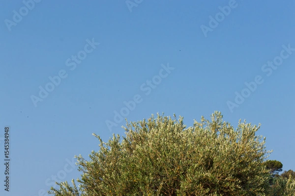 Fototapeta Tree branch with leaves against blue sky. Summer background with copy space