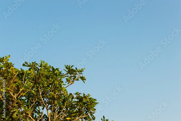 Obraz Tree branch with leaves against blue sky. Summer background with copy space