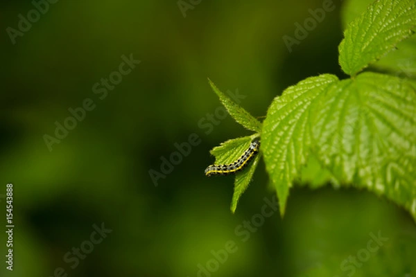 Fototapeta chenille